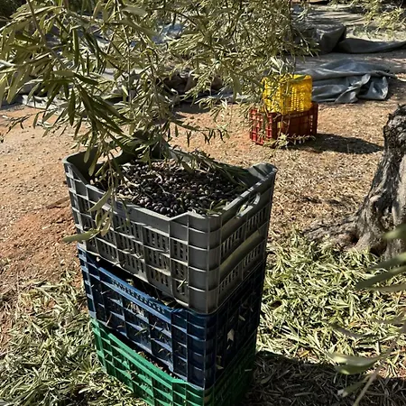 Σπίτι διακοπών Haus Im Olivenhain Direkt Am