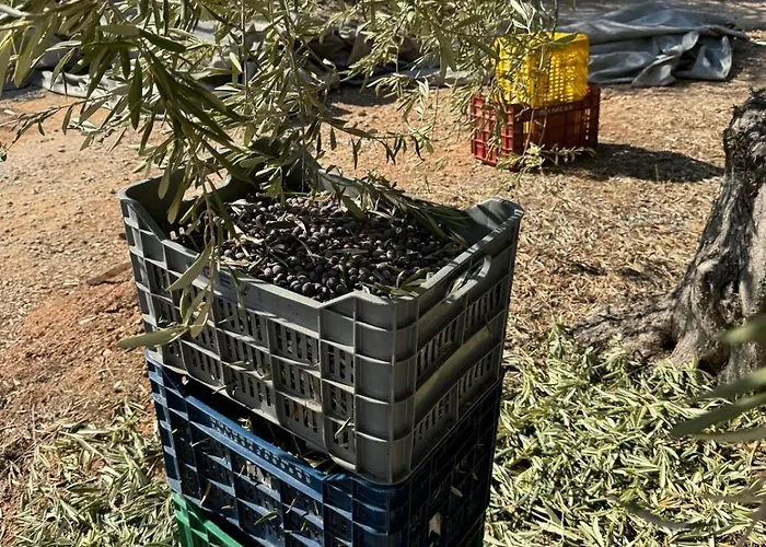 Holiday home Haus Im Olivenhain Direkt Am