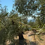 Feriehus Haus Im Olivenhain Direkt Am Afissos