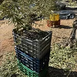 Case de vacanță Haus Im Olivenhain Direkt Am