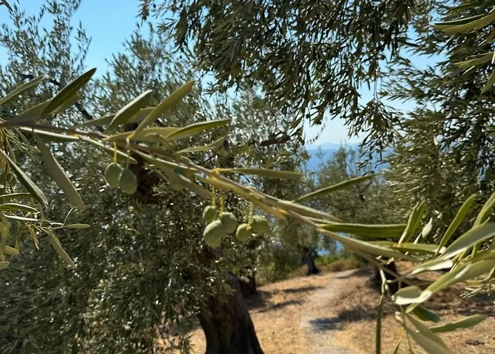 Holiday home Haus Im Olivenhain Direkt Am Afissos